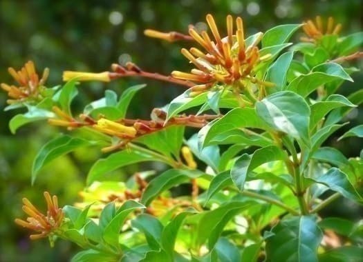 Firebush Dwarf | Quart | Hamelia patens | Low Maintenance | Hardy