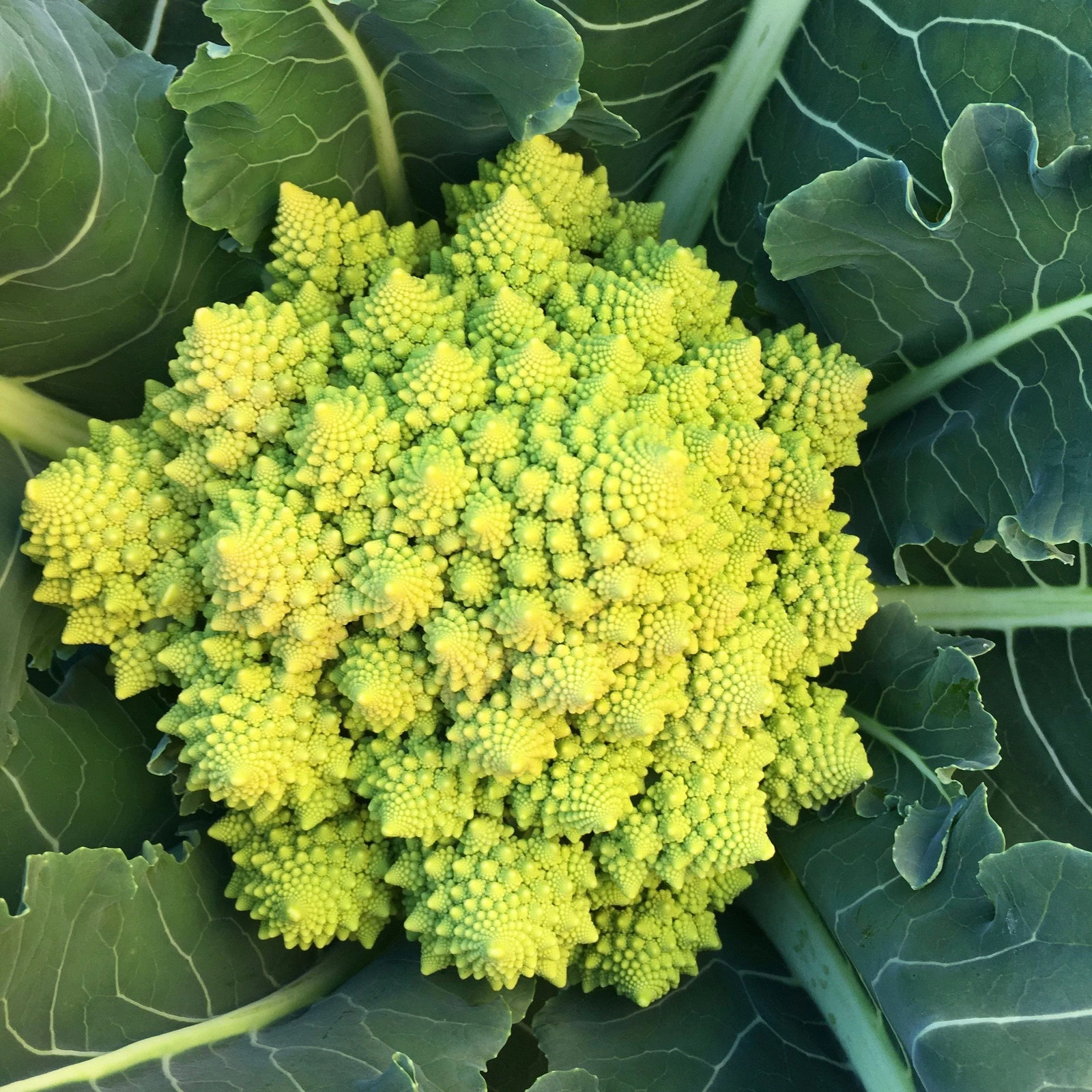 Romanesco Cauliflower Seeds | Brassica Green Italian Roman Broccoli Seeds 2024