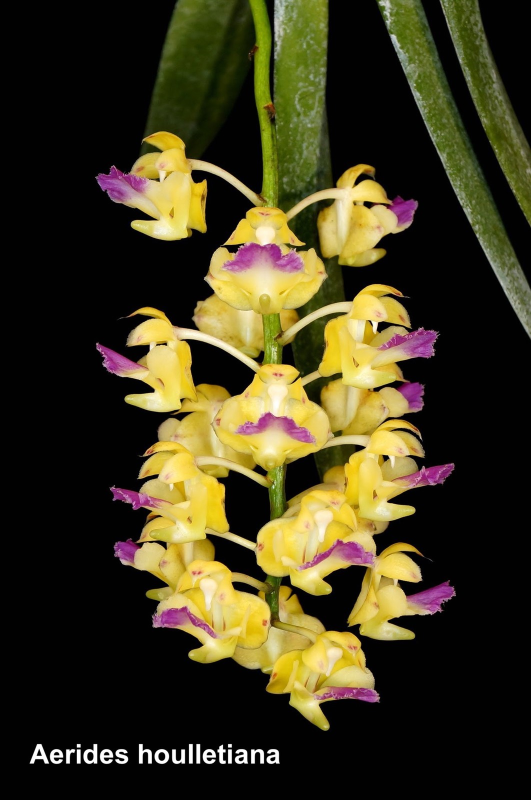 Aerides (Vanda) houlletiana | SapphireChild Orchids