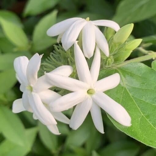 Jasmine Downy | 1 Gallon | Jasminum multiflorum | Low Maintenance | Hardy