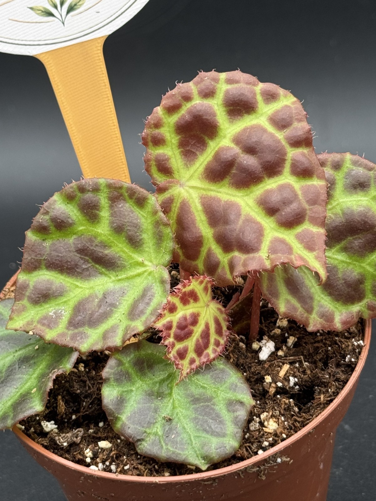Begonia Rajah – 4″ Pot Live Plant – Free Shipping