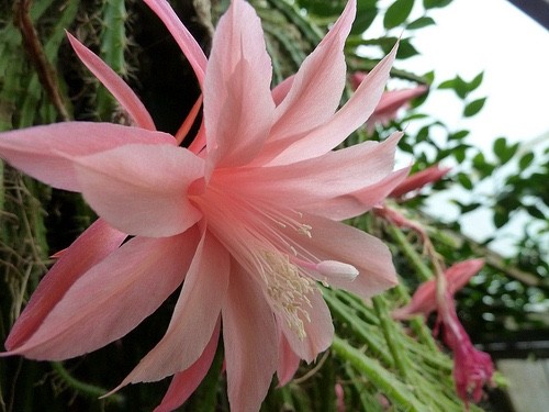 Orchid Cactus, Aporophyllum Hybrid Sussex Pink , Don’s Quart pots JUNE/3