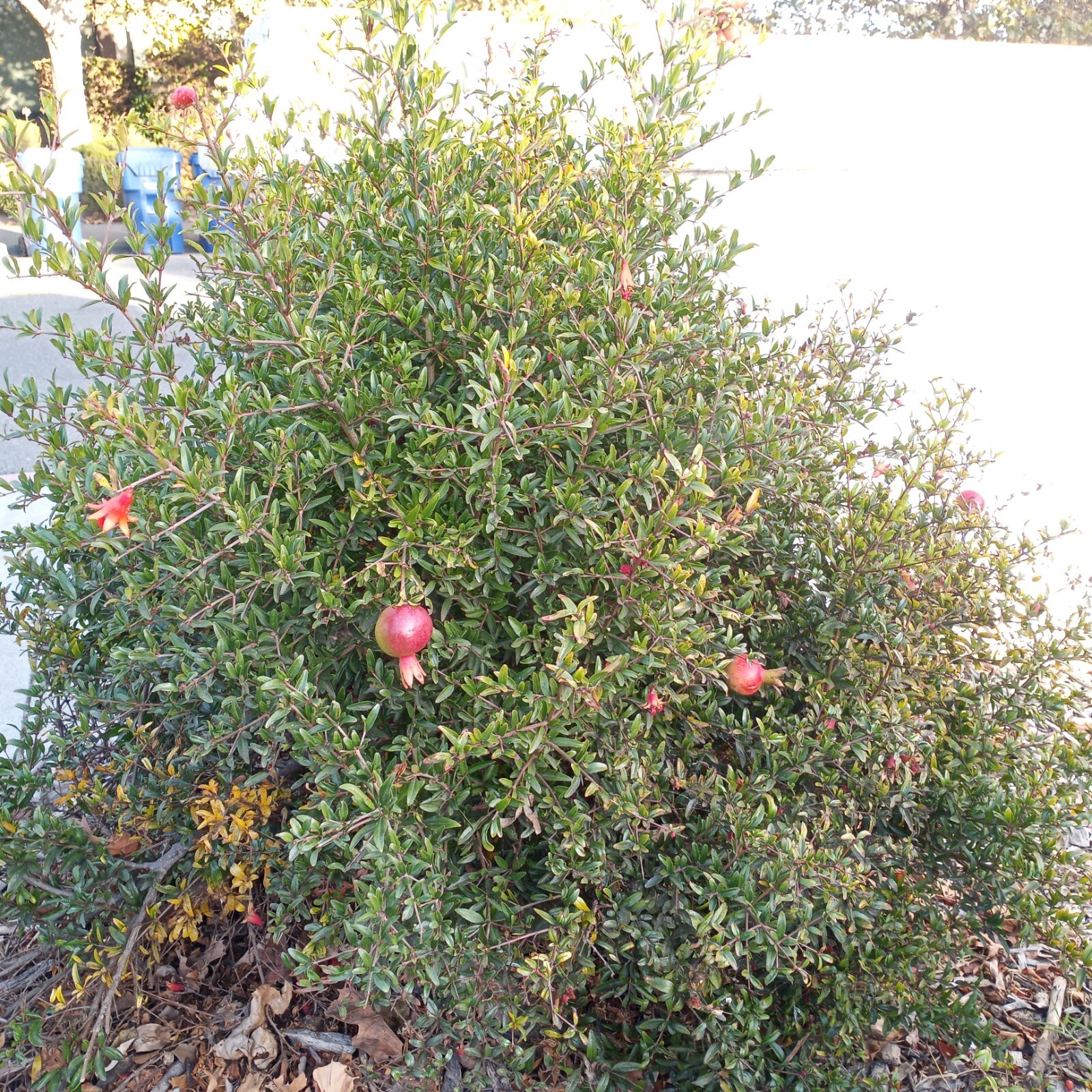 20 Bonsai Pomegranate Tree Seeds Punica granatum Nana