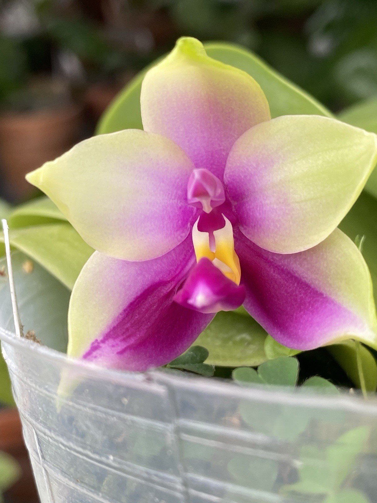 Original Phal Phalaenopsis species bellina-FRAGRANT