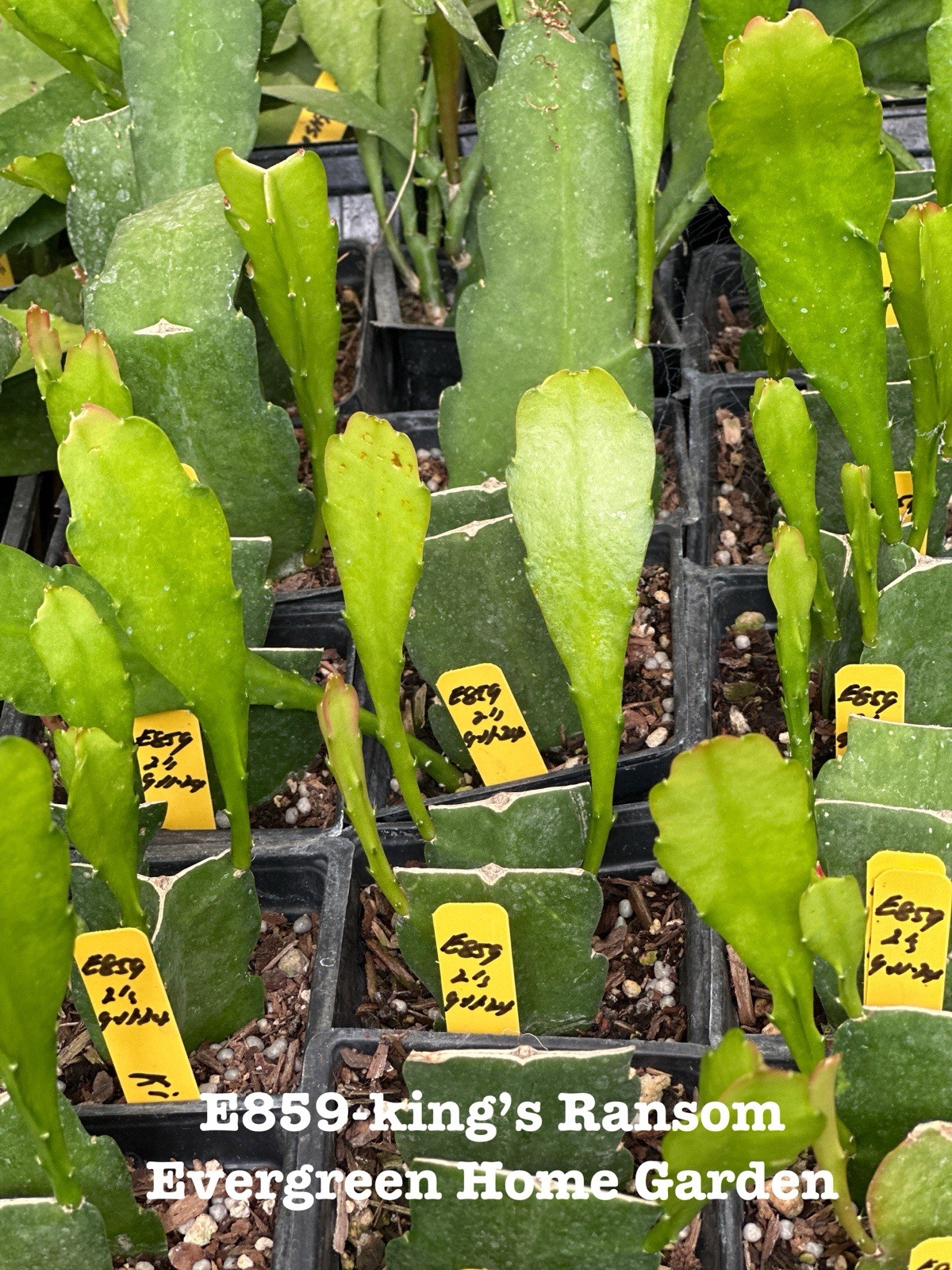 Rooted Epiphyllum Orchid Cactus “Kings Ransom” Growing In 4” Starter pot