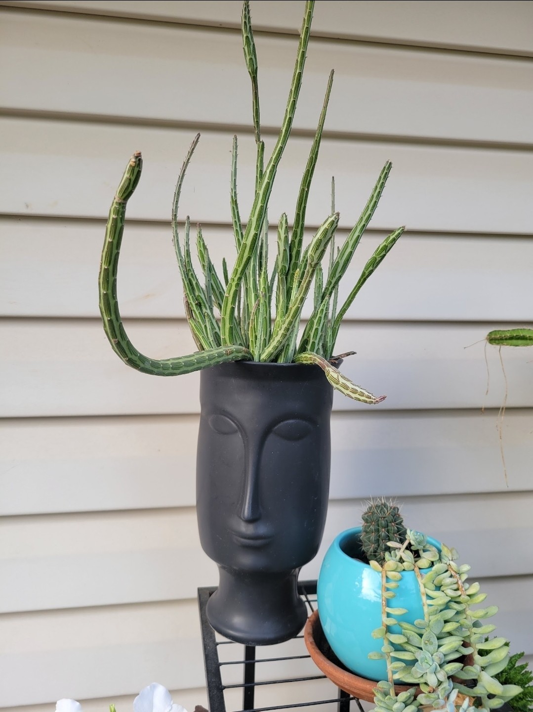 6″ Cutting Senecio Stapeliiformis Pickle Plant Pickle Cactus For Head Planter