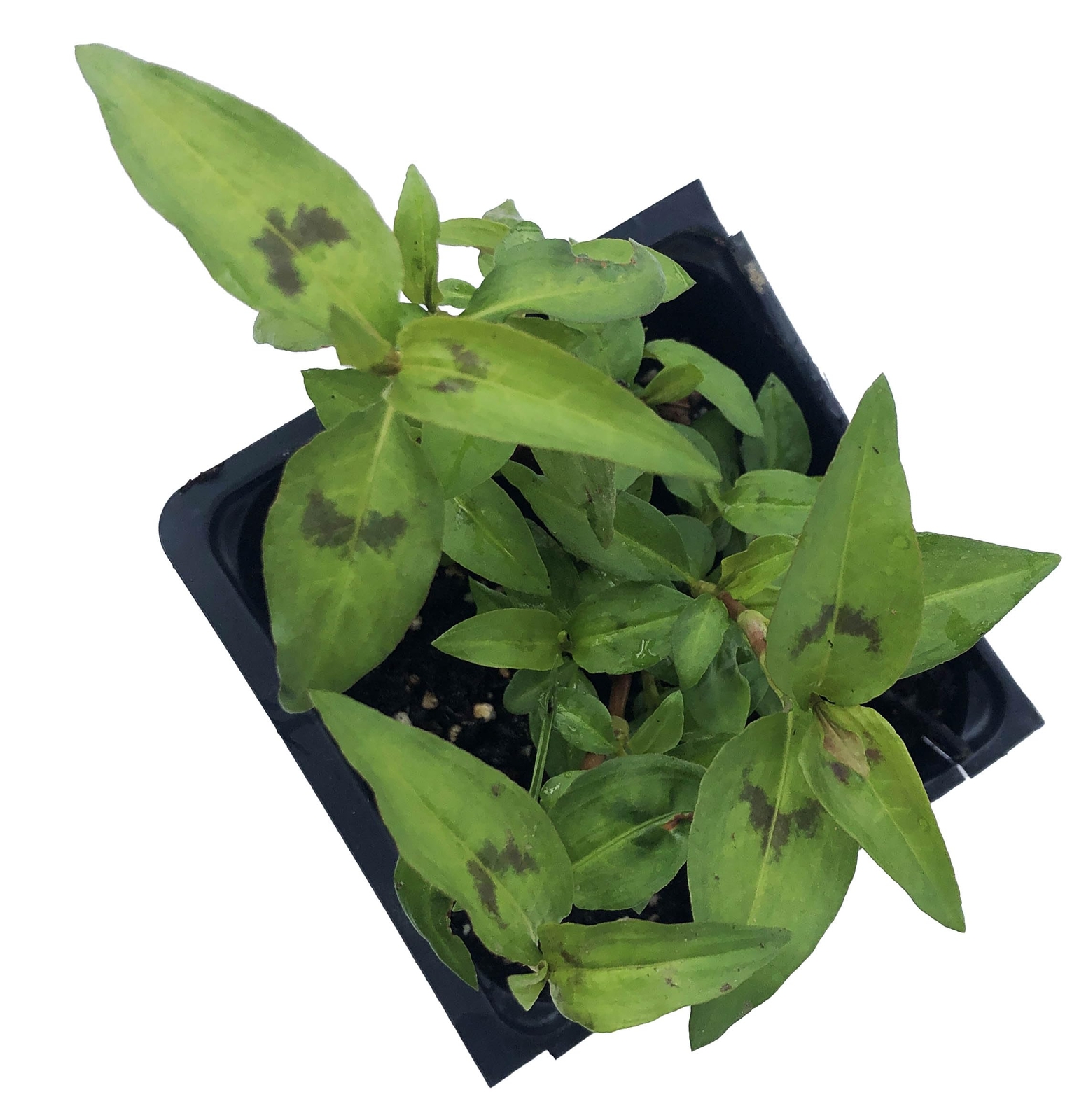 Smoke Camp Crafts Organic Vietnamese Coriander (Persicaria odorata) Live Plant