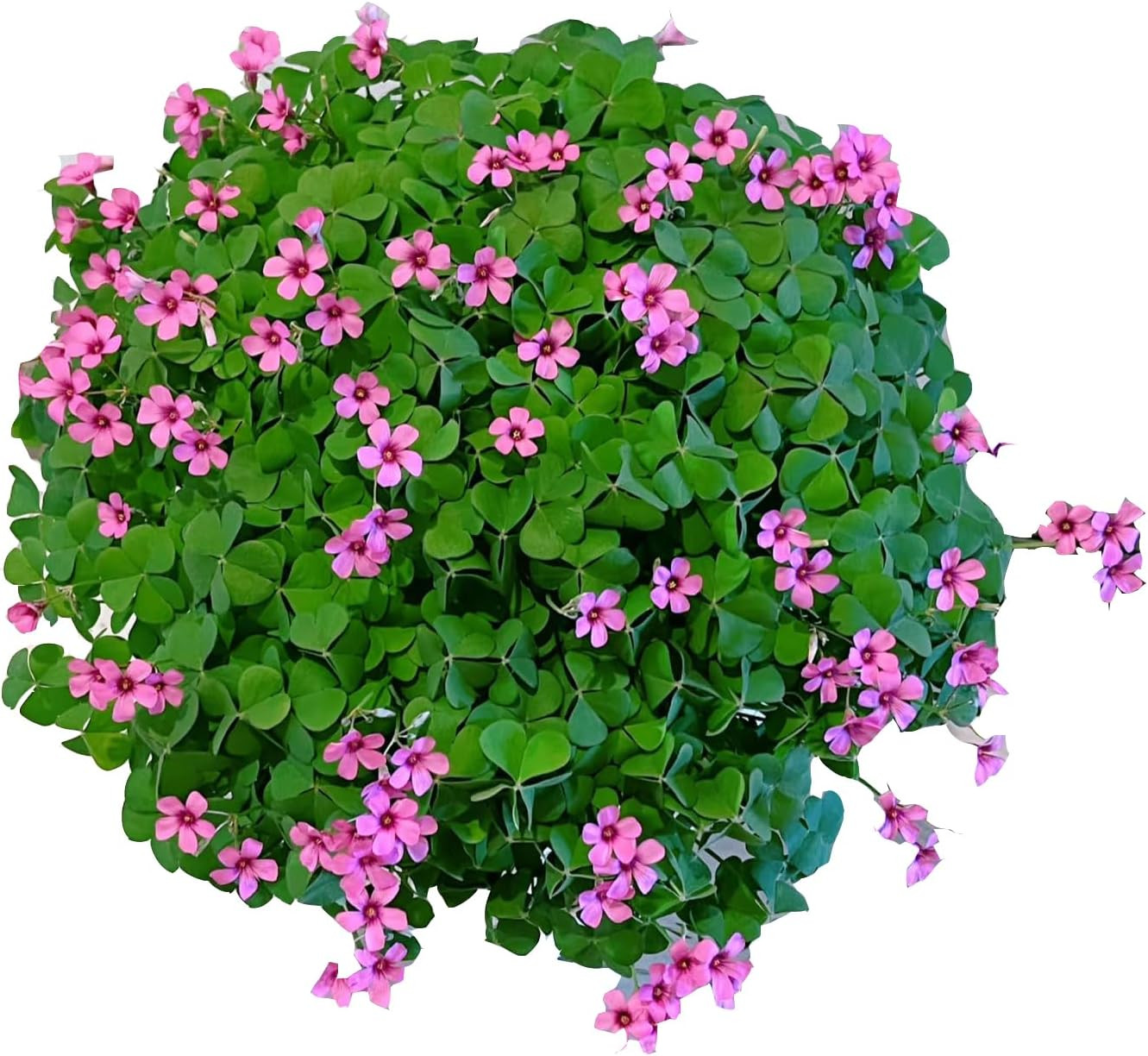 24 Pack Iron Cross Shamrock Plant Bulbs, Live Oxalis Bulbs for Indoor Outdoor Ga