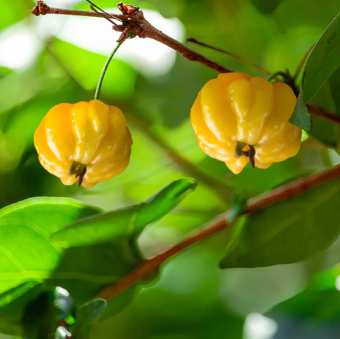 Yellow Surinam Cherry Live Plant – 4-6″ Tall – Fruit Tree for Fresh Eating