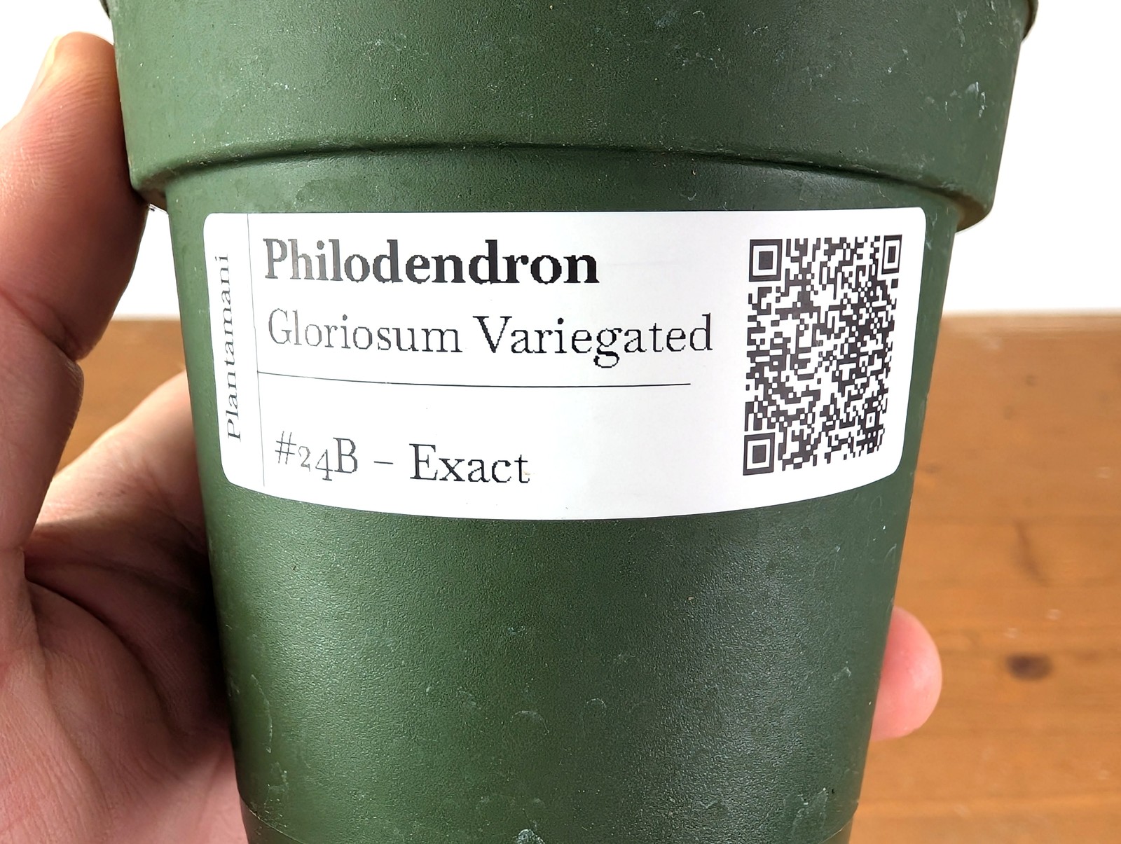 Philodendron Gloriosum Variegated (Type 2) – EXACT Plant #24B