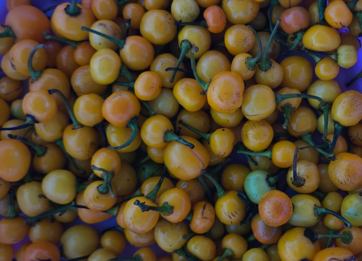 30 Guyana Wiri Wiri Pepper Seeds