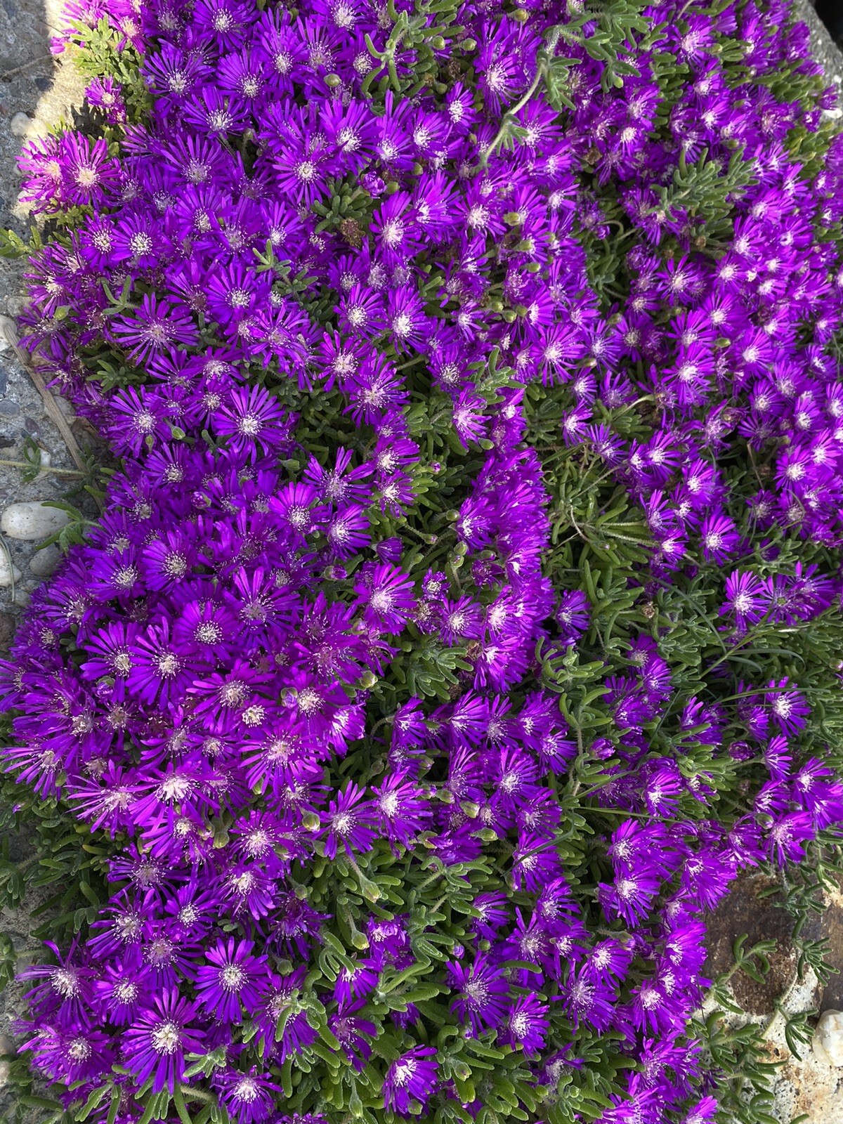 10 cuttings Creeping Ice Plant Purple/Pink Ground Cover RARE Cactus Succulent