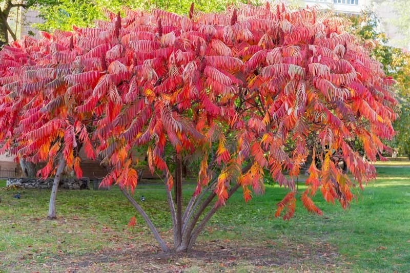 1 Fuzzy Staghorn Sumac 12-24″ Bare Root Rhus typhina Tree