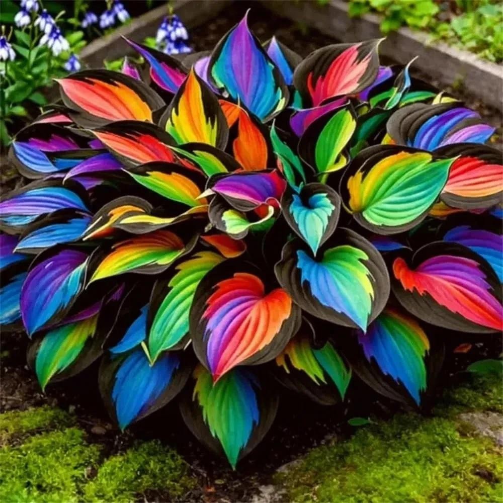 220+ Mixed Color Hosta Seeds for Planting – Hostas Seeds Rare Perennial, Flower