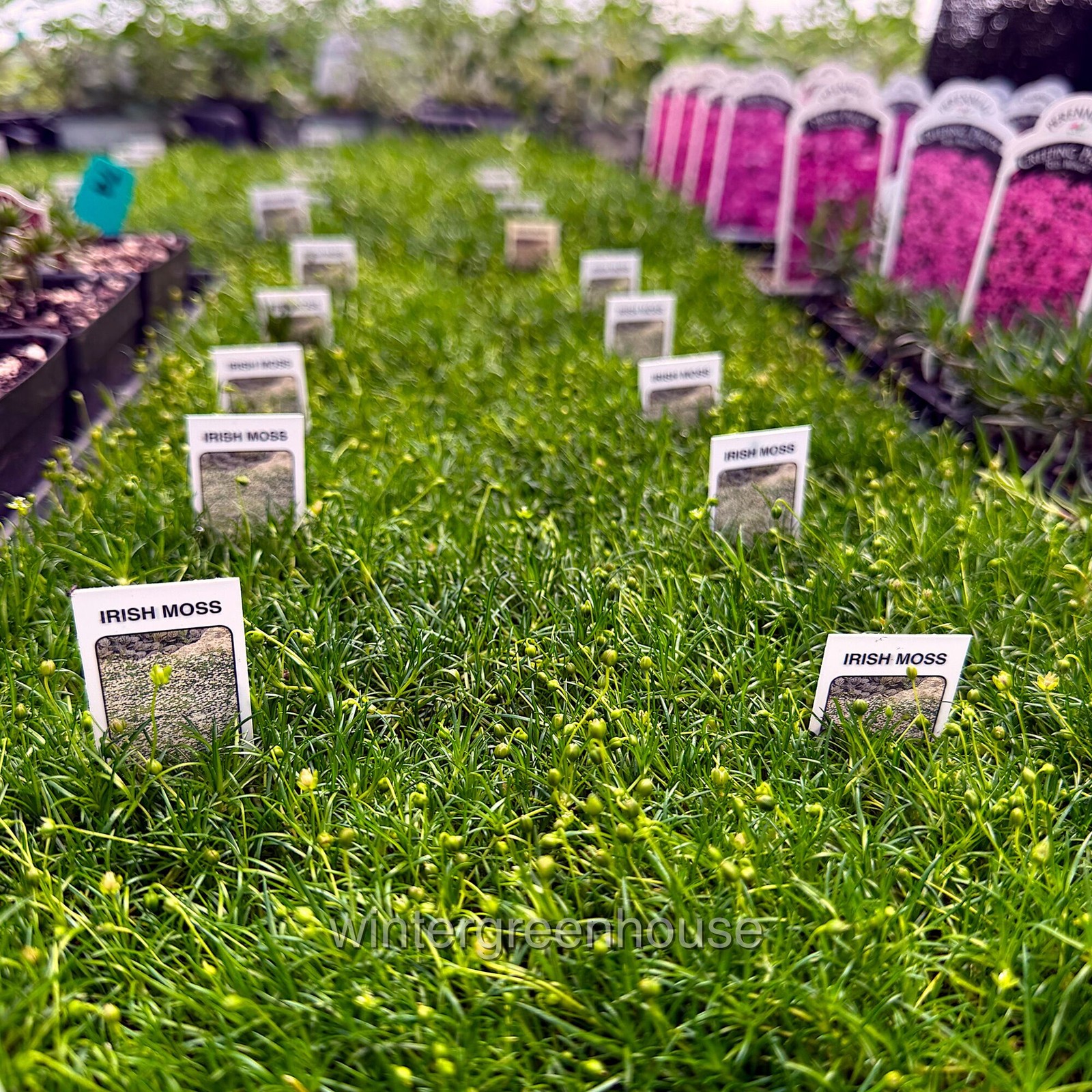 Sagina subulata, Irish Moss Ground Cover, Container Size: 4x 2.63×1.72×2.75″