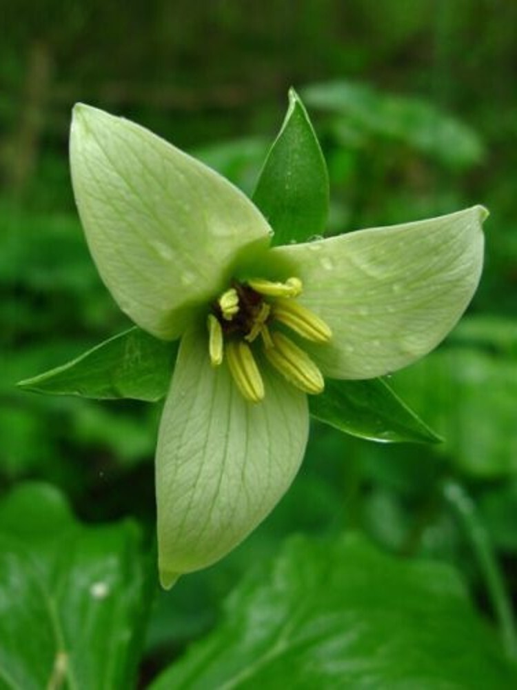 Trilliams Furroweds Erectums Barksdale’s Robin Wake Outdoors 5 Trillium Sulcatum