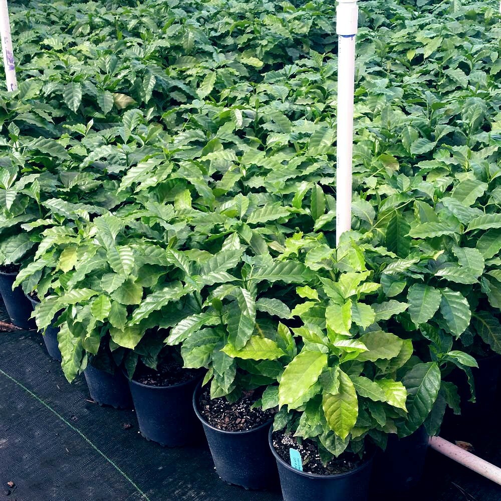 20 Coffea arabica Seeds Tropical EXOTIC Coffee Bean Indoor House Plant Tree RARE
