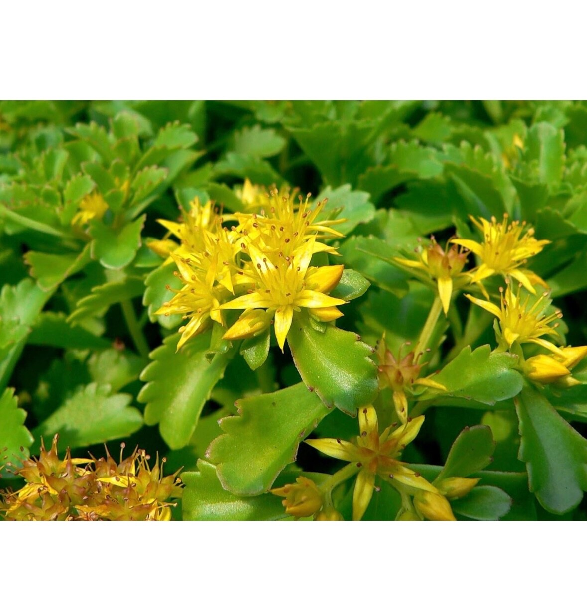 Sedum Kamtschaticum Sedum kamtschaticum Landscape – 20 plants