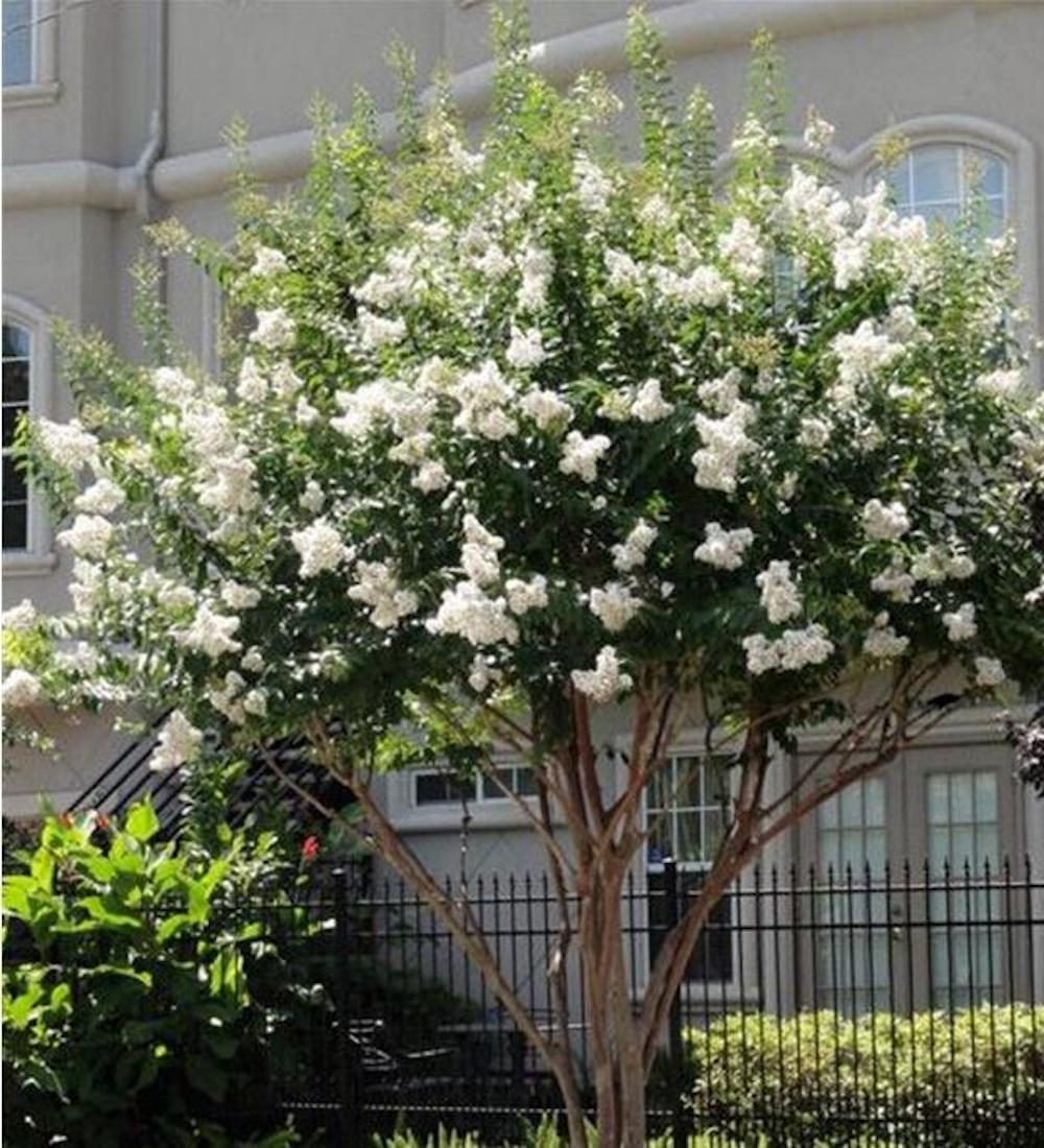 20 SEEDS CRAPE/CREPE MYRTLE flowering bloom tree bush rare exotic plant garden