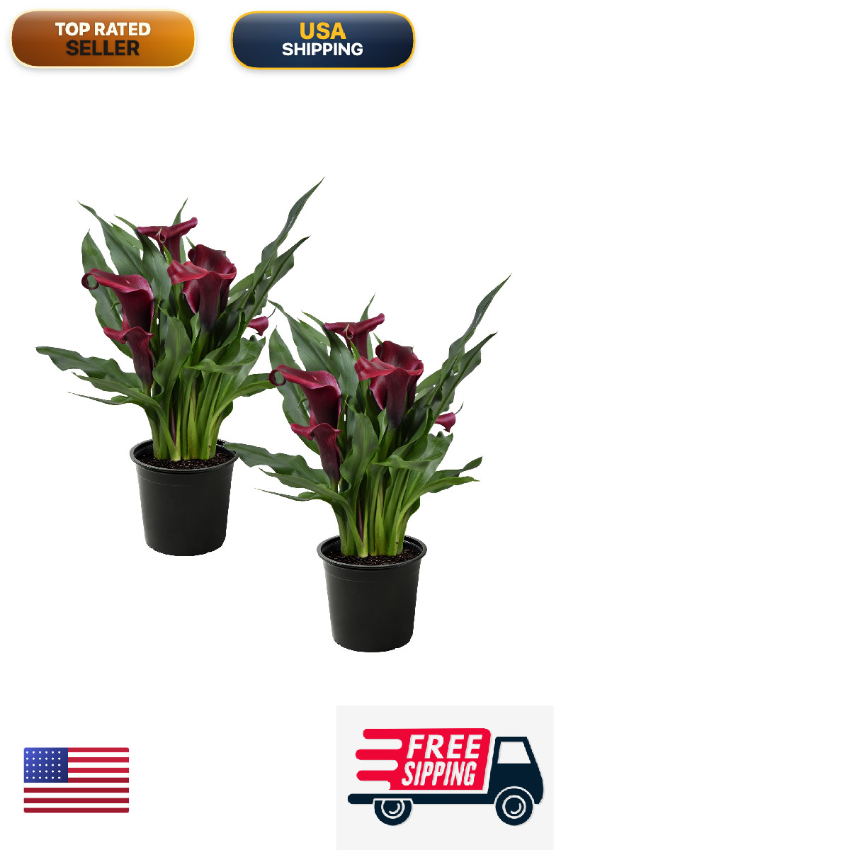 The Three Company Live Flowering Calla Lily 2 Plants Per – Red 3 – – 12
