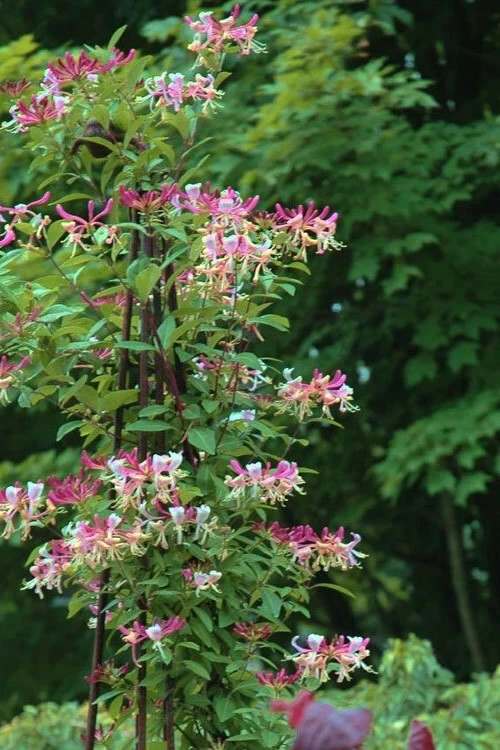 ~~PEACHES & CREAM~~Lonicera periclymenum Honeysuckle Vine~Rooted Starter Plant ~