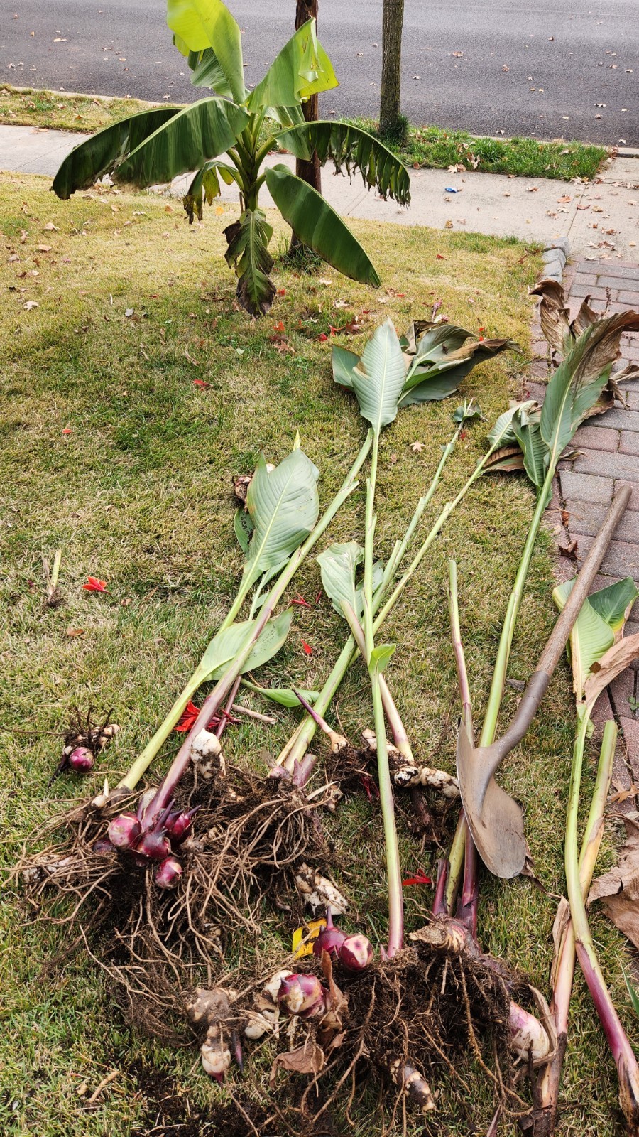 Huge, 12-15 ‘ Red Canna Lily 12 Total Rhizomes