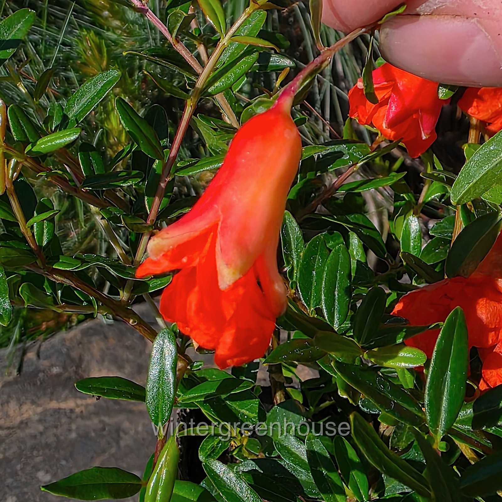 Punica granatum nana, Bush, Dwarf Pomegranate, Container Size: 3″ (2.6×3.5″)