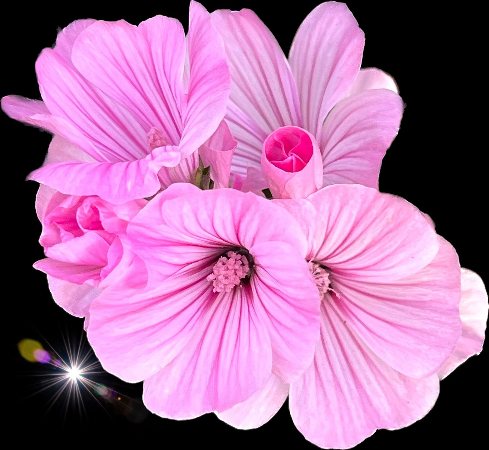 Blush Pink Regis Rose Mallow Seeds – For 2025 Planting Malva Trimestris