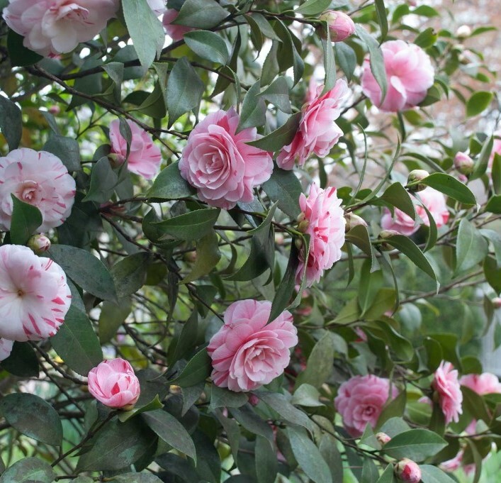 ( 1 ) – LA Peppermint Camellia Japonica – Starter Plant ( 4L ) ( 1 live plant )