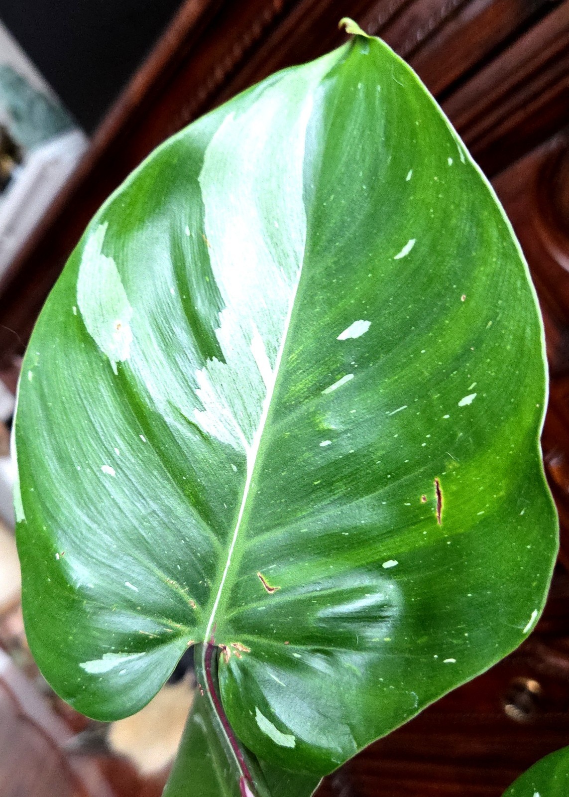 Rare Philodendron White Princess Tricolor 25″ Tall w/ Pups Not Aroid Anthurium