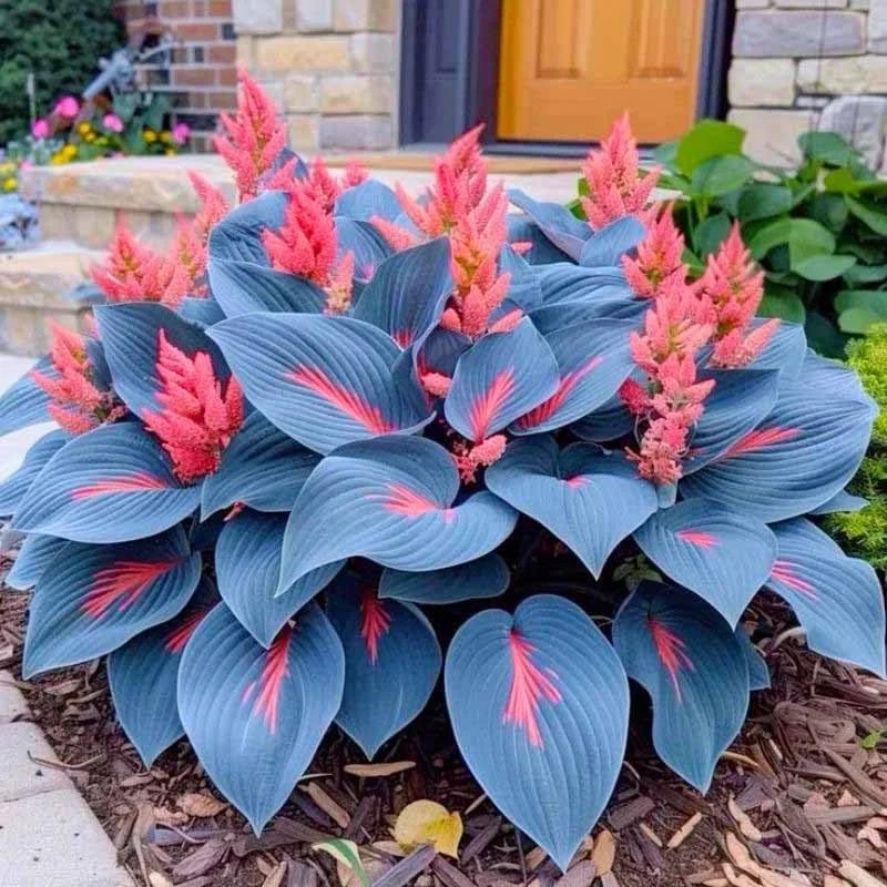 220+ Mixed Hosta Seeds for Planting – Perennial Garden Decoration Low Maintenanc