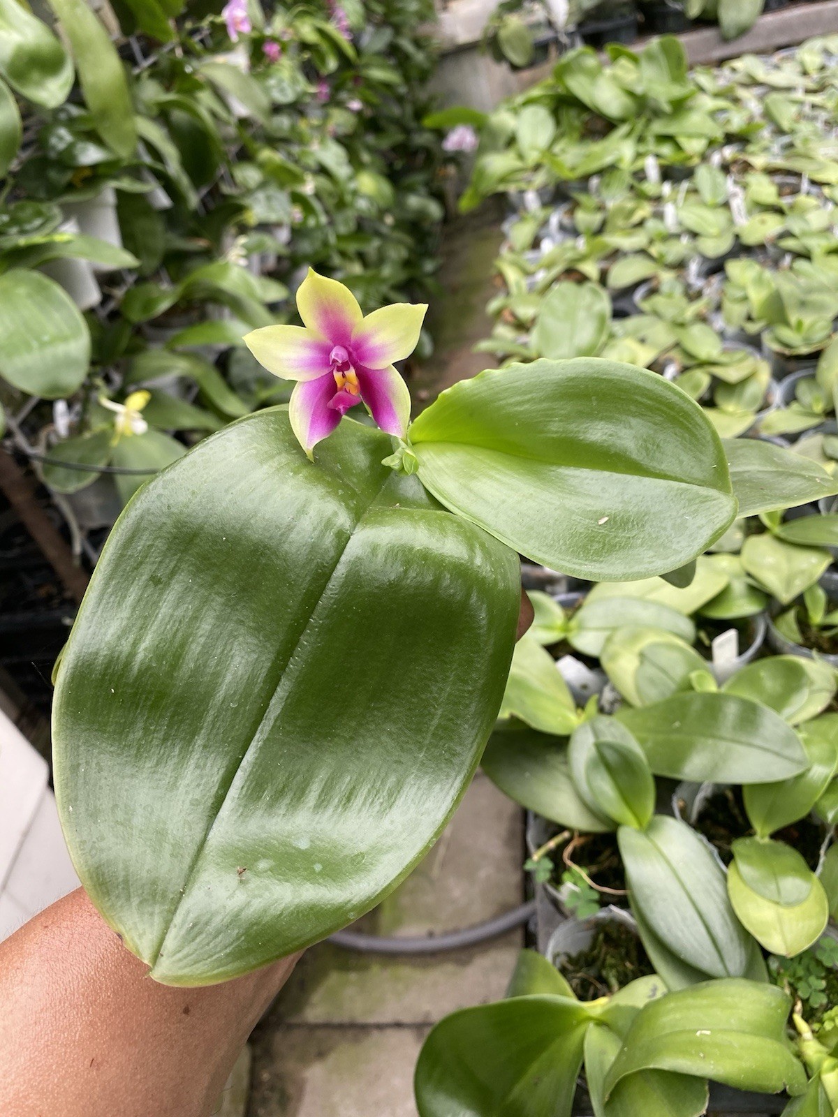 Original Phal Phalaenopsis species bellina-FRAGRANT