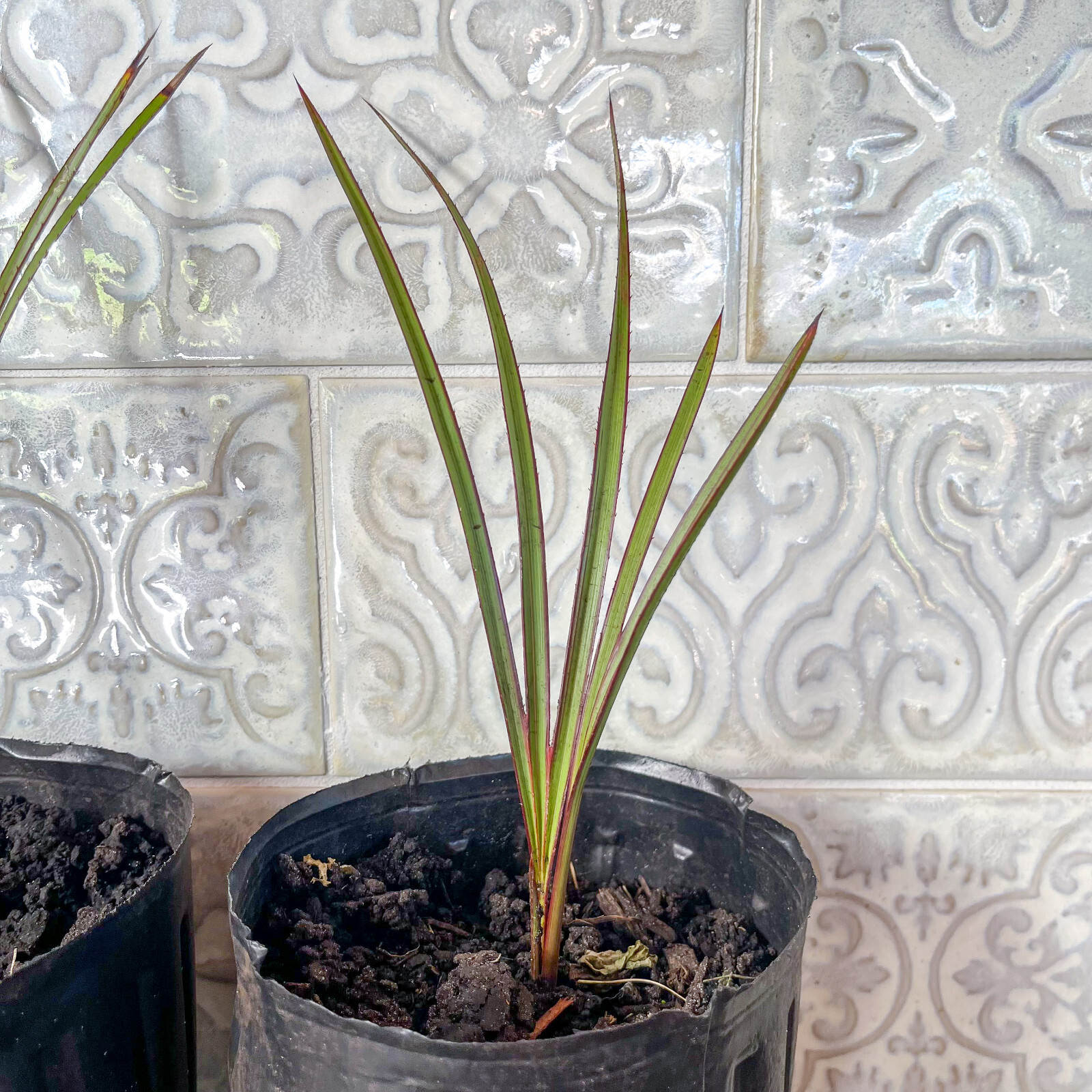 🌴 Latania Palm Seedlings- 6″-10″ Tall – FREE Shipping – Add to your collection!