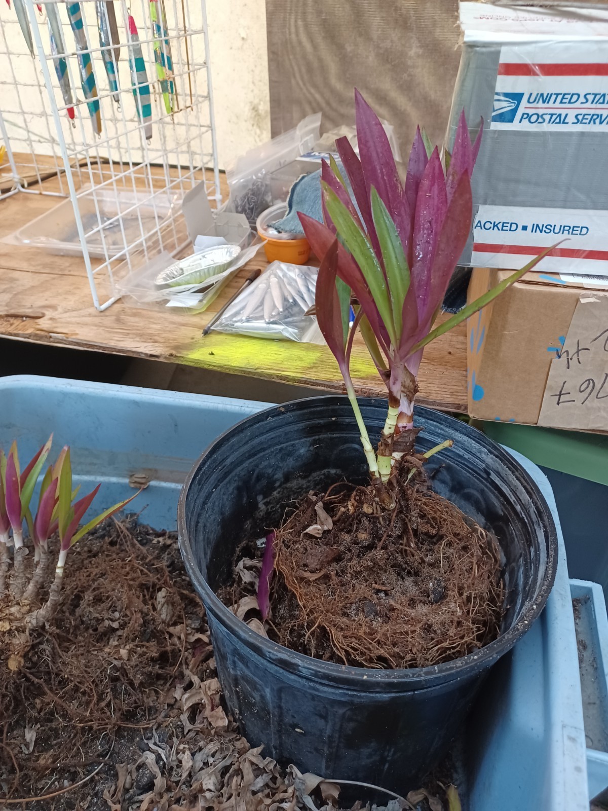 10 Bare root Dwarf Oyster Ready To Plant In A Terieum Chem Free