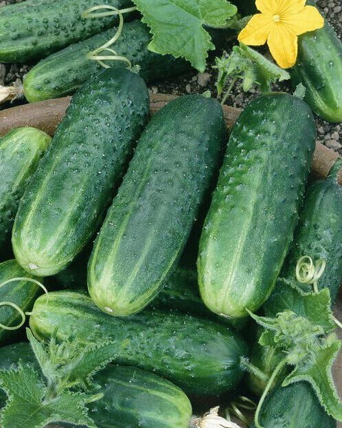 50+ Carolina Cucumber Seeds – Heirloom – Organic – NON GMO ———— FRESH