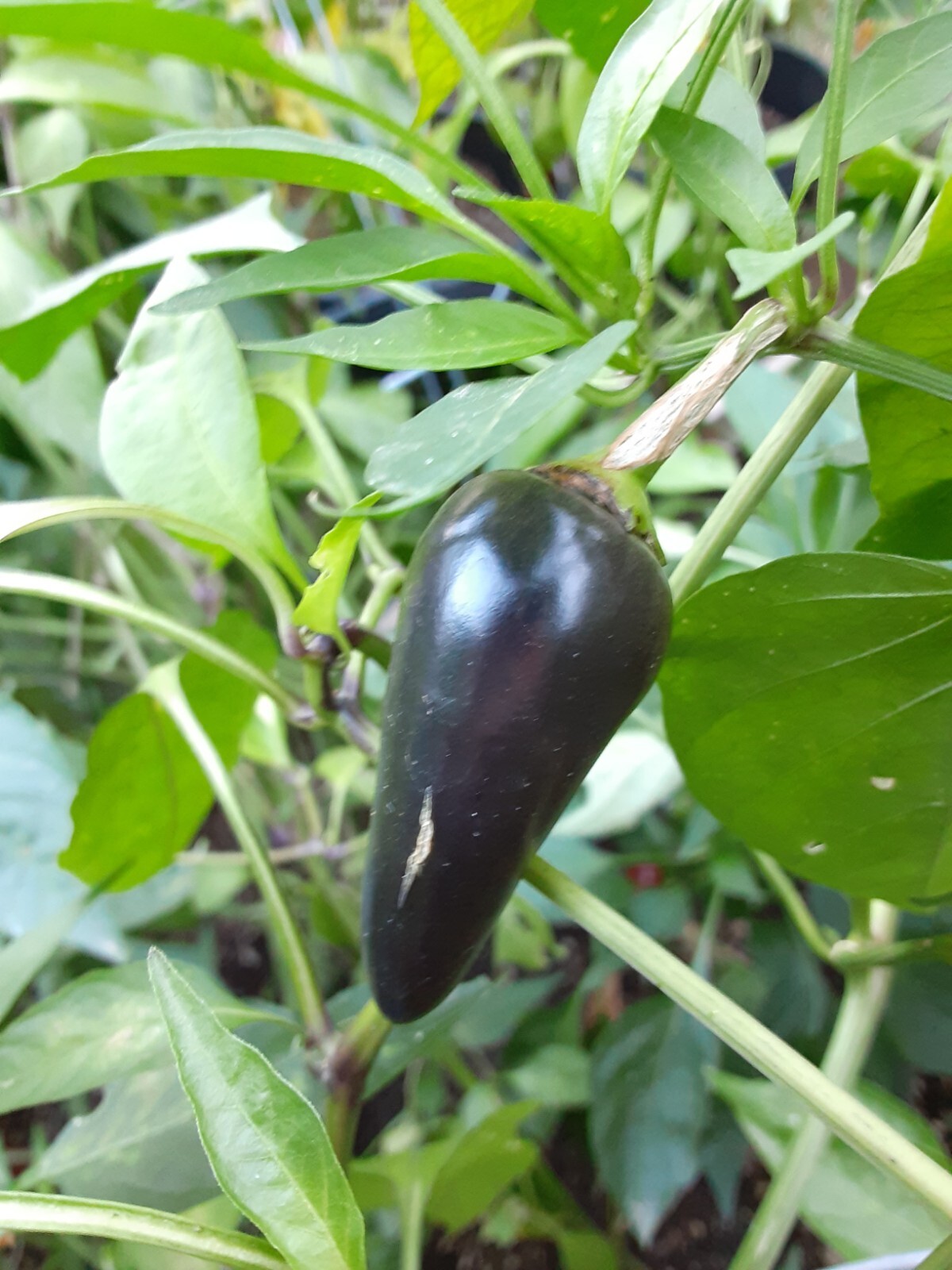 25+ Purple Jalapeno Pepper Seeds 🇺🇸 USA Grown 🇺🇸 100% Organic! Spicy Fruits