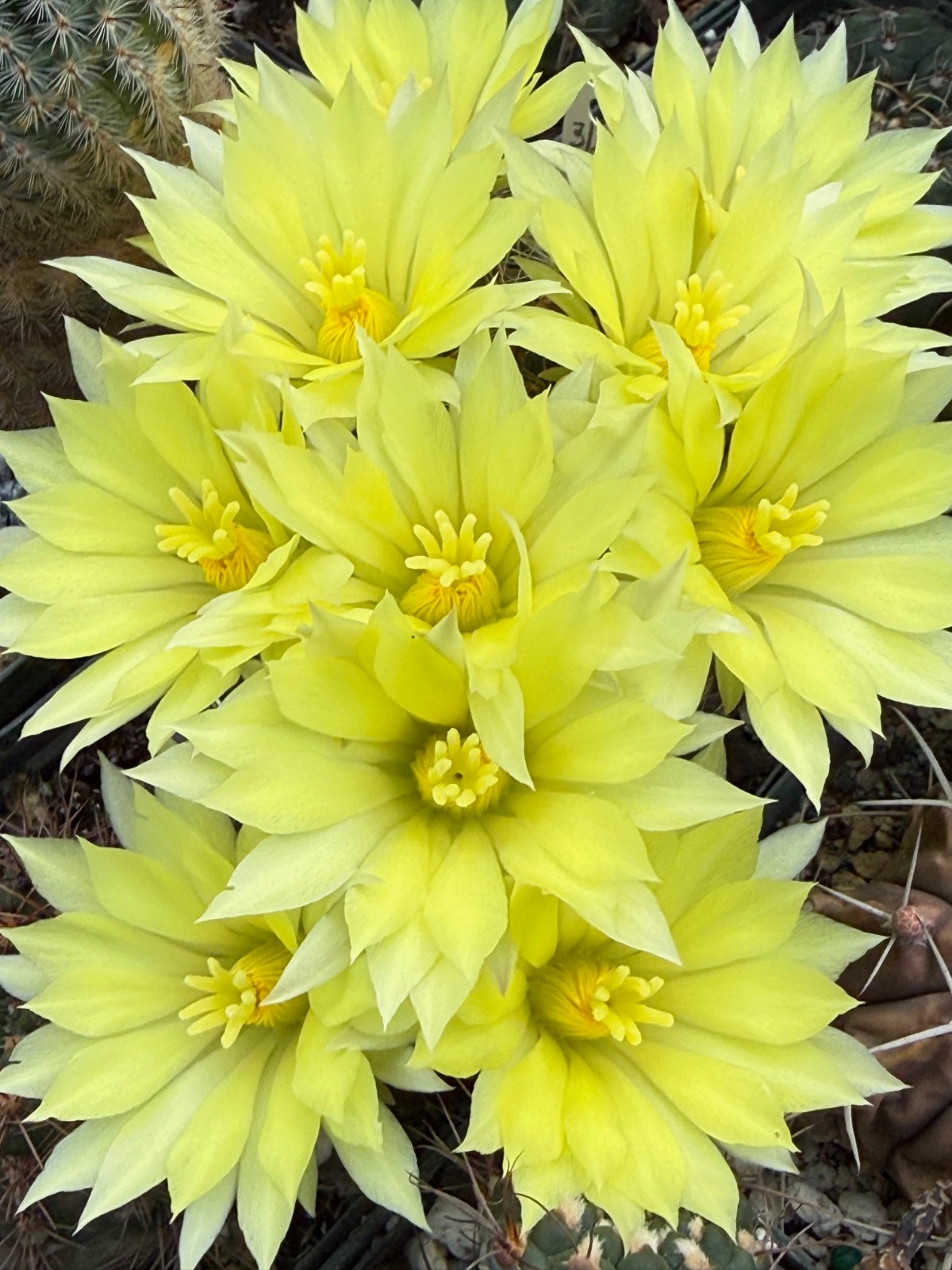 Mammillaria sphaerica, cactus plant