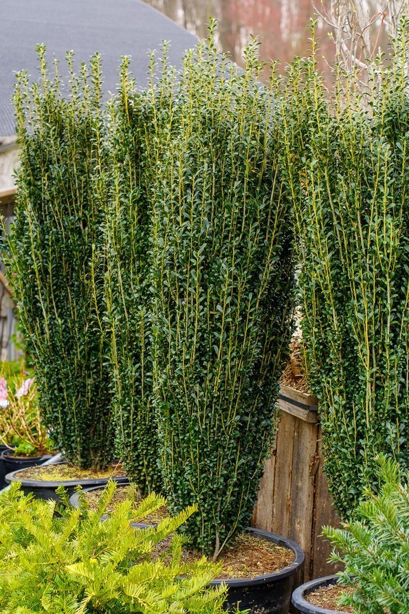 Sky Pencil Holly Live Plant – Ilex Crenata Sky Pencil – 6-12″ Tall – Zones 5-9