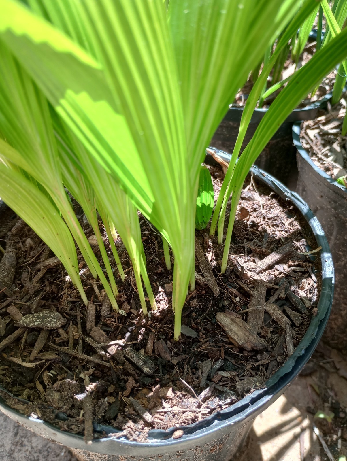 5- Livistona chinensis Chinese Fan Palm Seedings