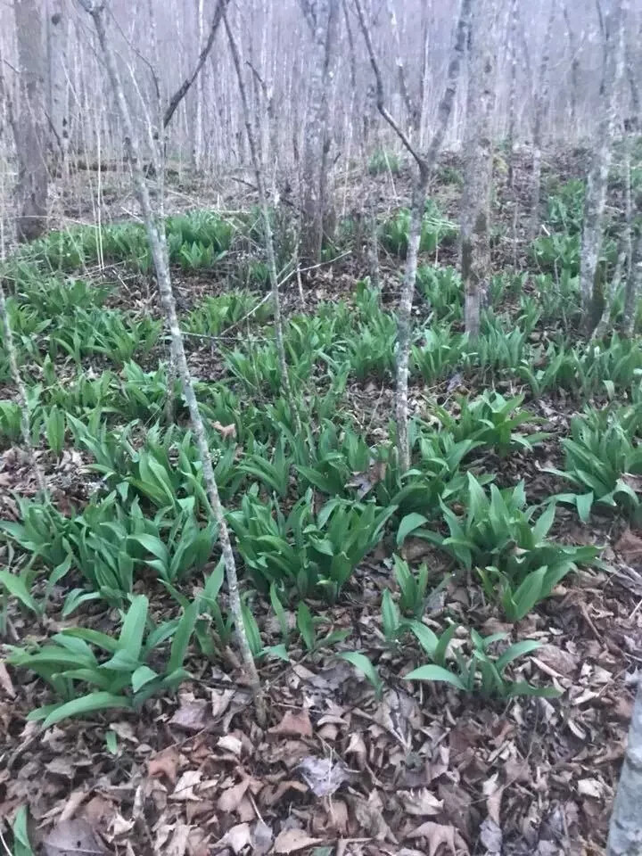 WILD LEEKS RAMPS SEEDS Fresh 2024 1 oz. RAMSOM GARLIC ALLIUM TRICOCCUM