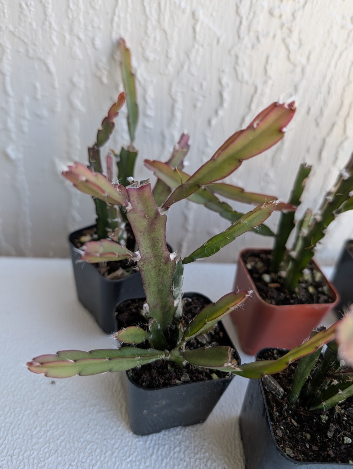 “Rhipsalis Cactus” Lepismium Cruciforme Rooted Cuttings In 2 “Pot