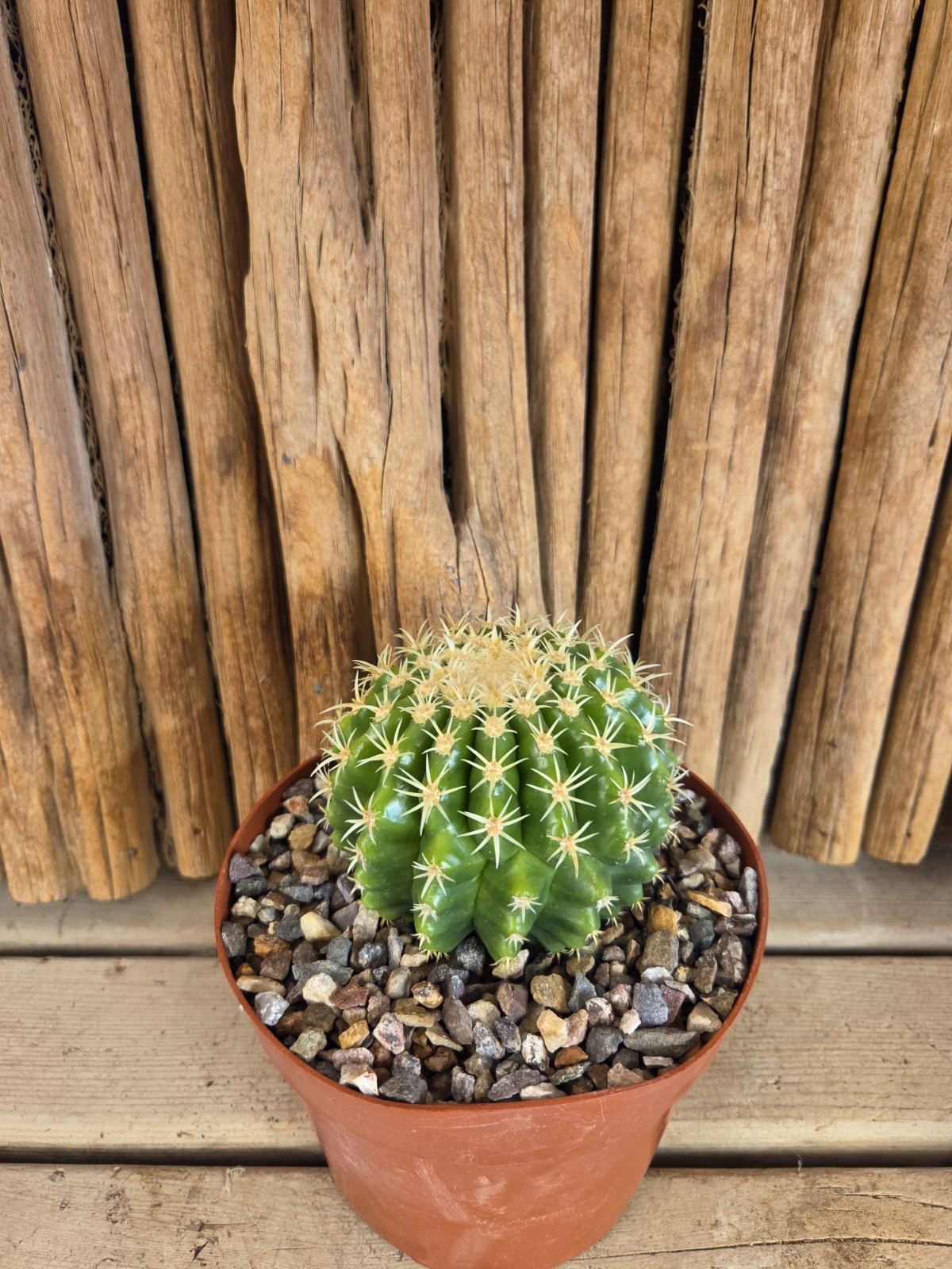 Echinocactus grusonii var. brevispinus