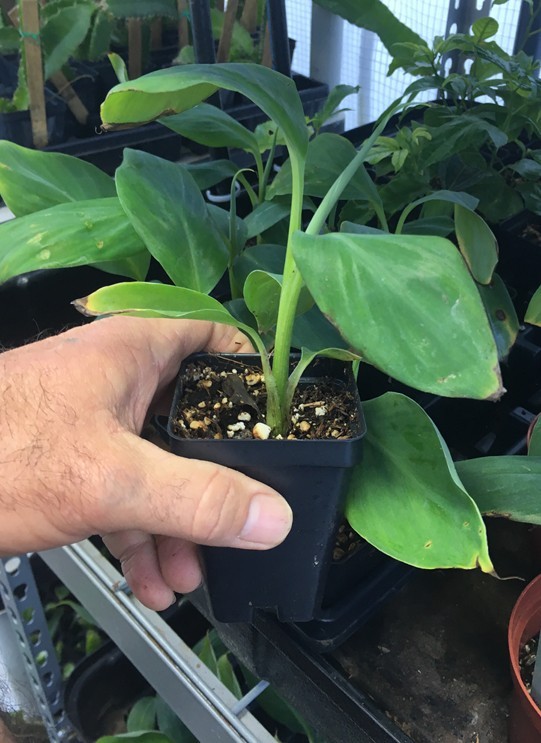Tall Namwah aka Pisang Awak – VERY COLD HARDY – Live Banana Plant