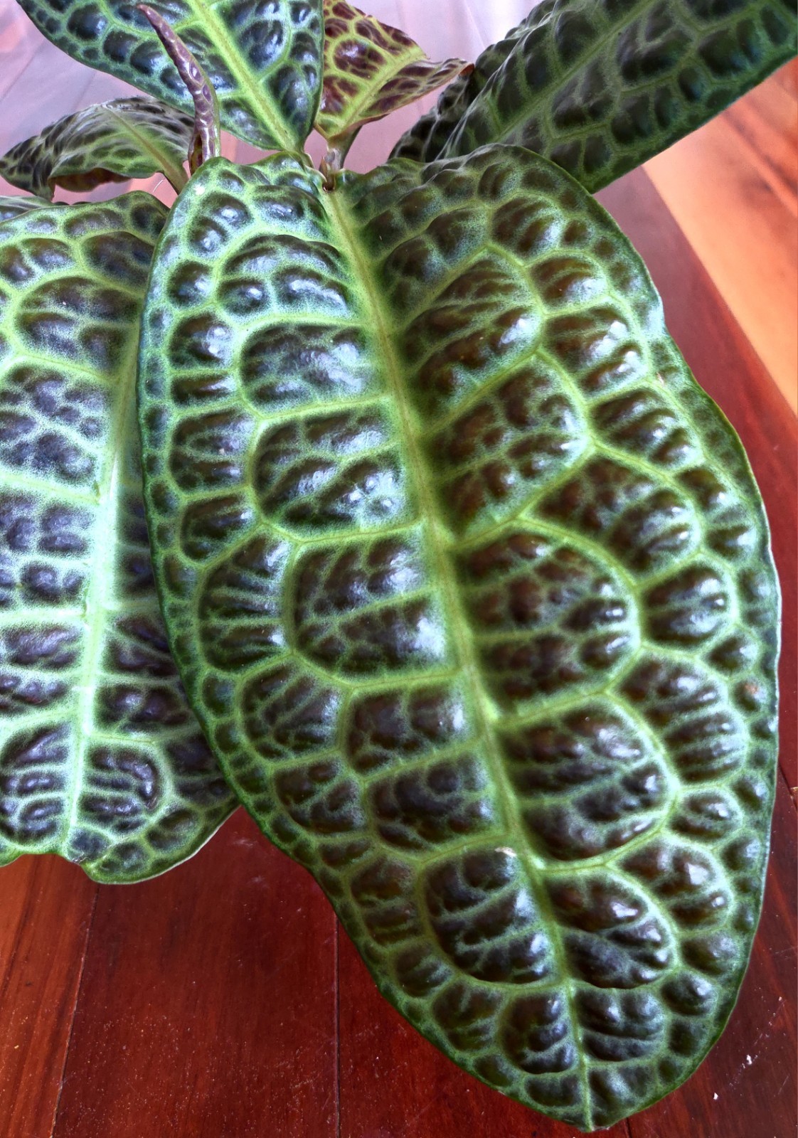 Rare Labisia Kura Kura 14″ Tall 2 Plants Aroid Not Philodendron Monstera