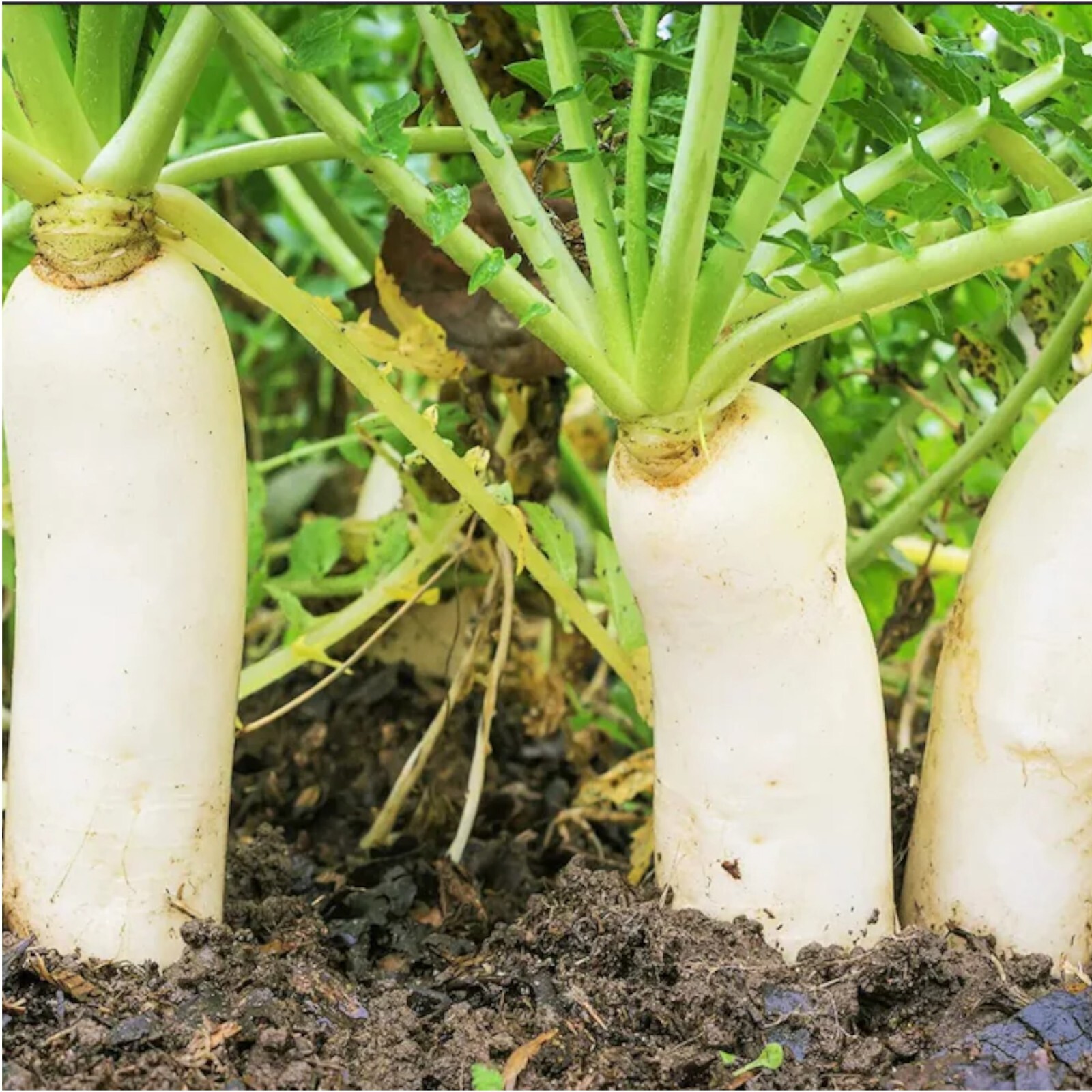 400pcs White Icicle Radish Seeds – Heirloom, Non-GMO, Planting Guide Included