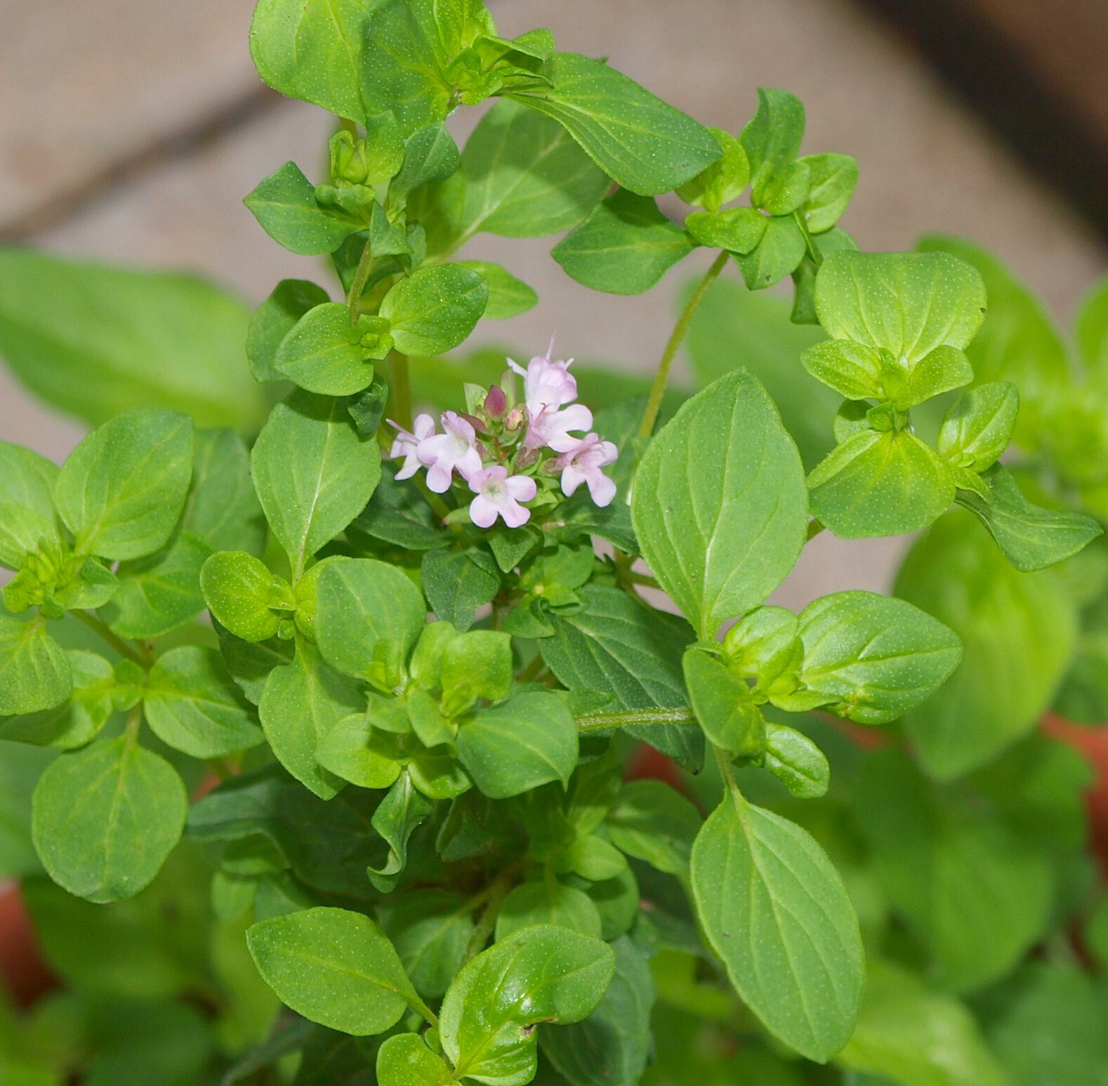 OREGANO GREEK 1000 SEEDS