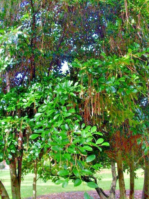 10 EVERGREEN WITCH HAZEL SEEDS – Distylium racemosum