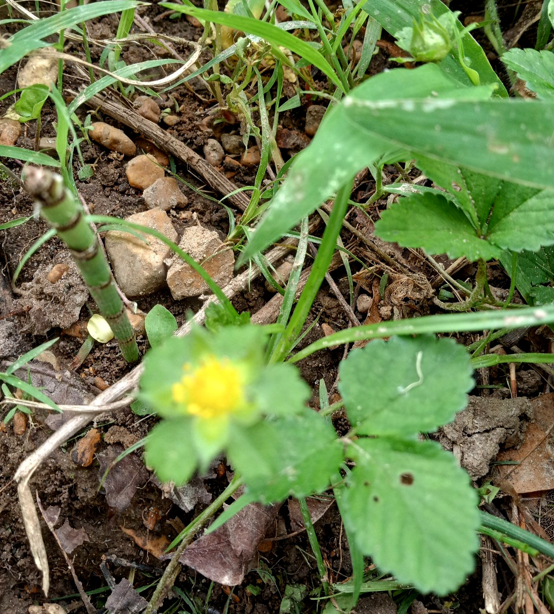 Wild Strawberry/Indian Strawberry ( Duchesnea indica) Ground Cover- 2 Plants
