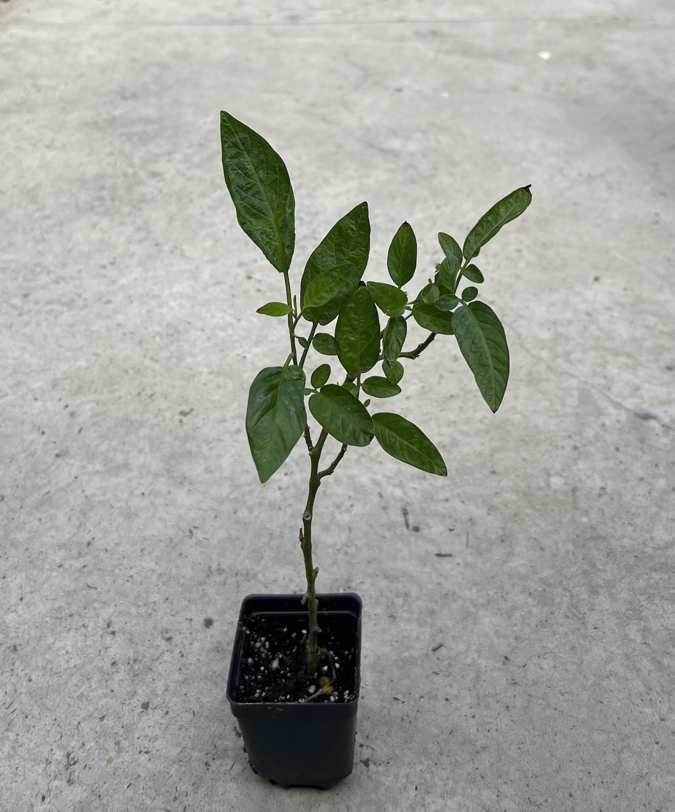 Ginseng Fruit Plant 8” Golden Pepino Melon Plant Sweet Ready To Plant