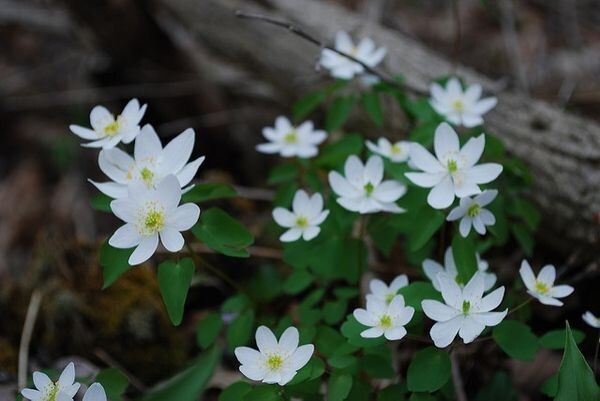 Windflower Rue Anemone (Anemonella thalictroides) Mix of Bare-roots